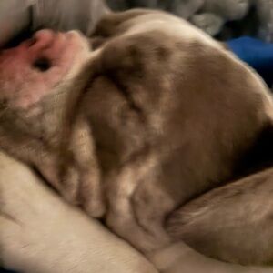 Cozy Cream Dog Blanket